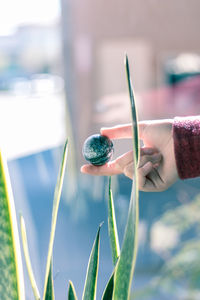 Close-up of hand holding leaf