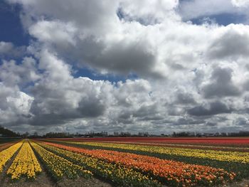 Scenic view of field against cloudy sky