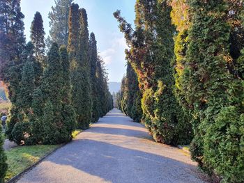 Empty road amidst trees