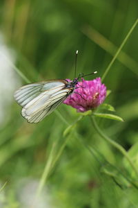 Close-up of butterfly on flower