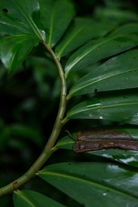 Close-up of insect on leaves