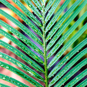 Full frame shot of palm tree
