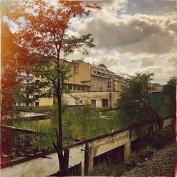 Trees and buildings against sky