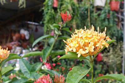 Close-up of yellow flowers