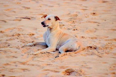 Dog sitting on sand