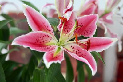 Close-up of pink flowers