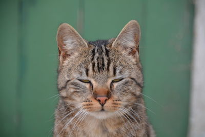 Close-up of a cat with closed eyes