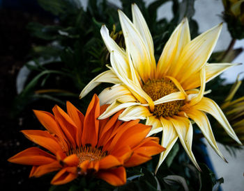 Close-up of orange flower
