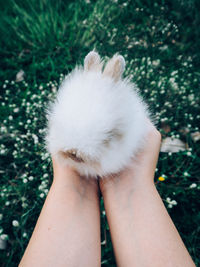 Hands holding rabbit over grass