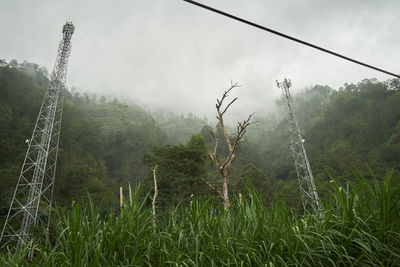 Plants growing on land against sky