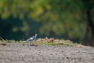 A small bird walking on ground looking for food