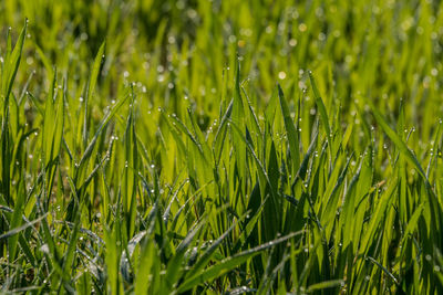 Full frame shot of wet grass on field