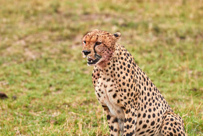 Cheetah on the