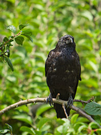 Bird perching on branch