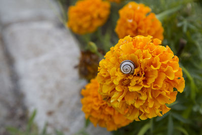 Close-up of orange marigold flower