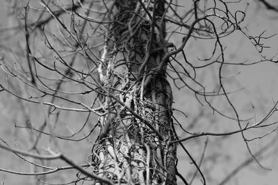 Low angle view of bare tree against sky