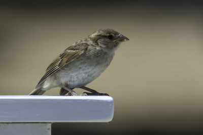 Close-up of bird perching on railing