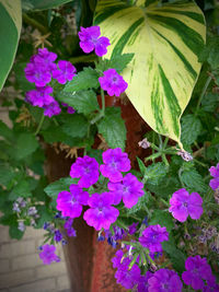 Close-up of pink flowers in pot