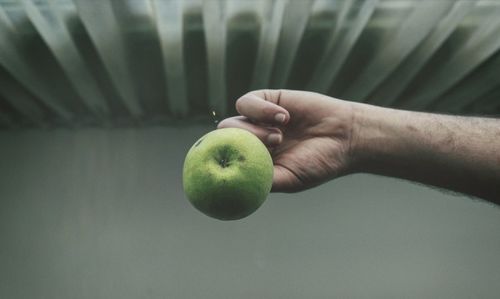 Close-up of hand holding apple