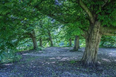 Trees in forest