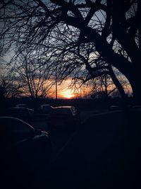 Silhouette of trees at sunset