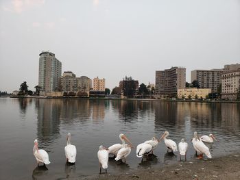 Flock of birds in lake