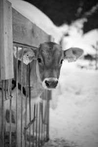 Portrait of cow in pen