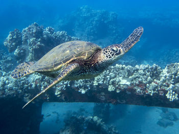 View of turtle swimming in sea