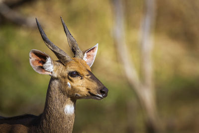 Close-up of deer