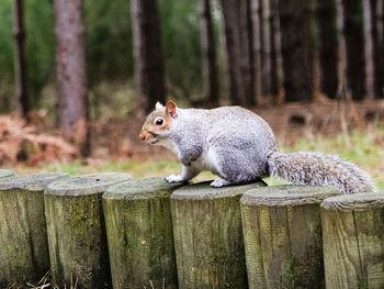 Squirrel on tree stump