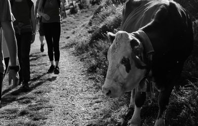 Group of people hiking towards cow