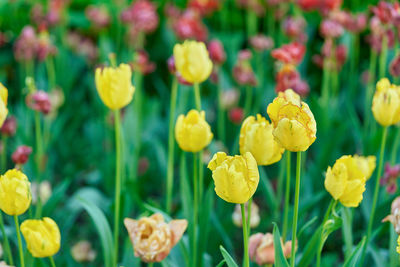 Close-up of yellow flowering plants on field