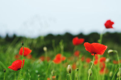 Close-up of red poppy flowers on field