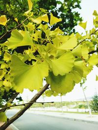 Close-up of yellow flowers blooming on tree