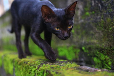 Close-up portrait of black cat outdoors