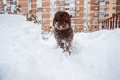 Dog on snow covered landscape during winter