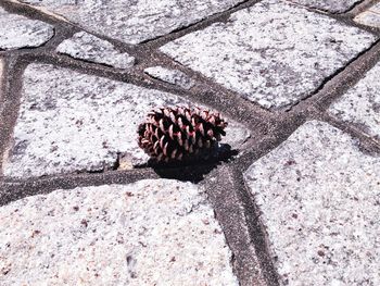 High angle view of snake