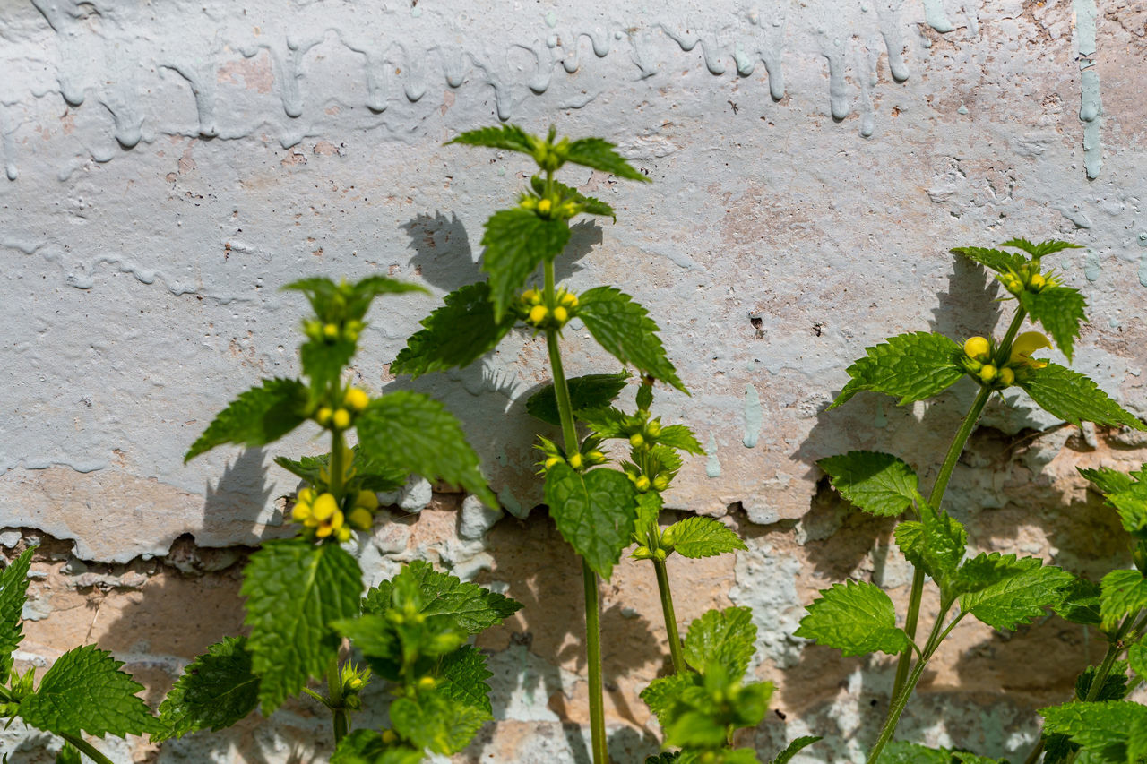 leaf, plant part, plant, wall - building feature, growth, nature, flower, no people, green, day, built structure, wall, architecture, outdoors, close-up, freshness, ivy, building exterior, tree, beauty in nature