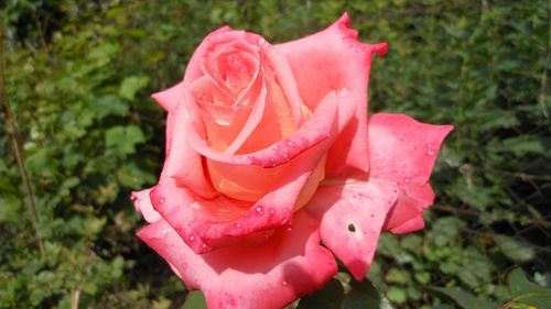 Close-up of pink rose