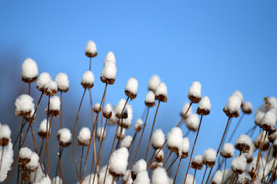 Close up of cotton plants