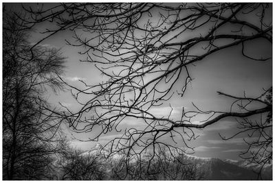 Low angle view of bare tree against sky