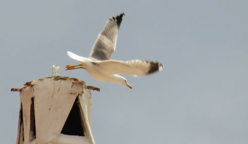 Low angle view of seagull flying against clear sky