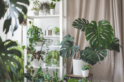 Potted plant against window