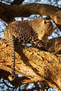 Leopard sits on branch twisting head down