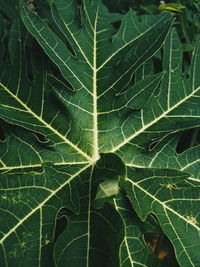 Full frame shot of leaf