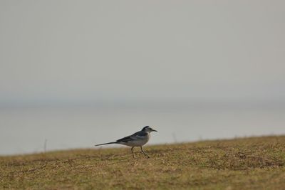 Bird perching on field against sky