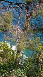 Reflection of trees in lake