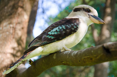 Close-up of bird perching on railing