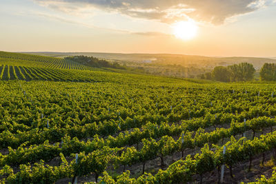 Scenic view of vineyard against sky during sunset