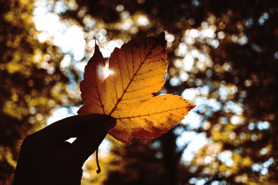 Man holding leaf in his hand. sun is going through the leaves. bokeh. autumn moody picture with flare